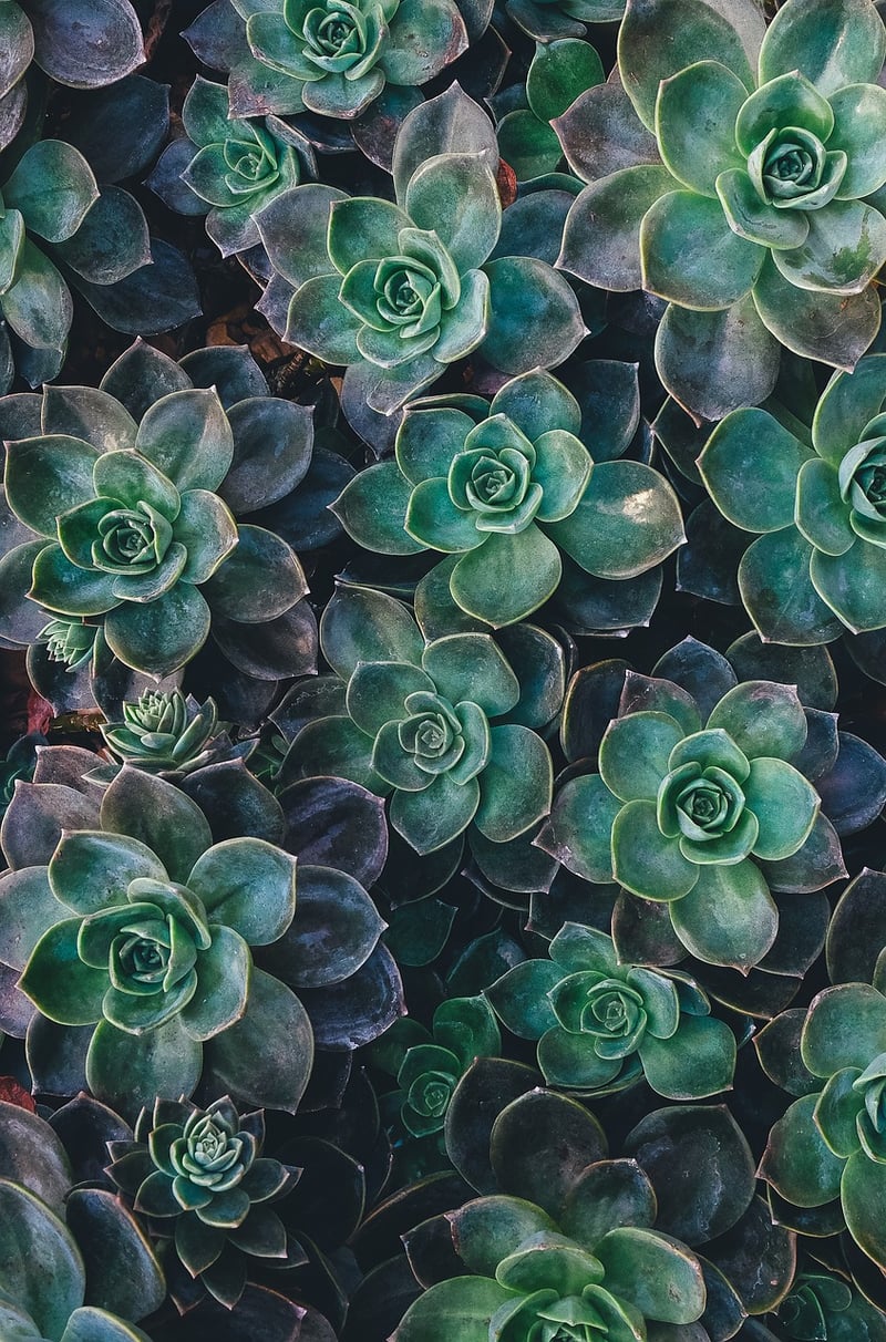 Haworthia